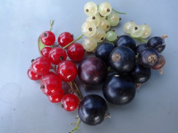 Цитаты про смородину черную