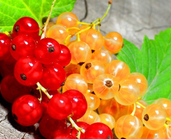 День смородины