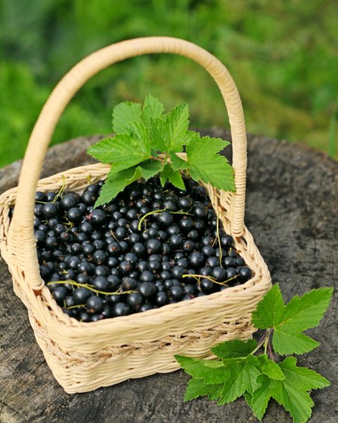 Кусты смородины разной