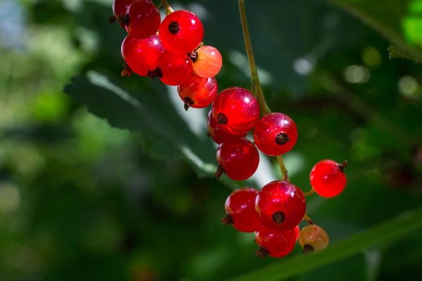 Смородина анимация