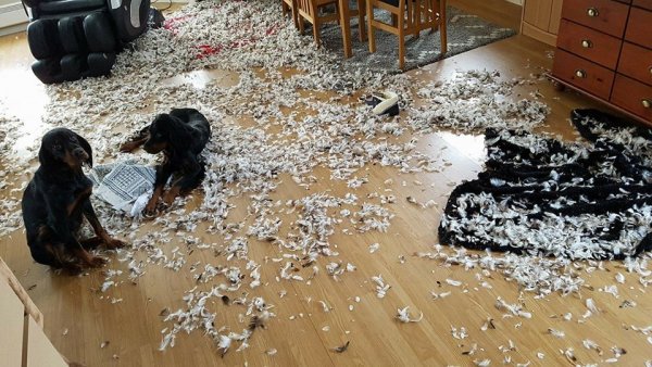 Неудачный день в картинках