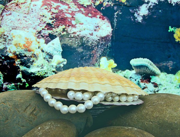 Моллюск Королевский гребешок