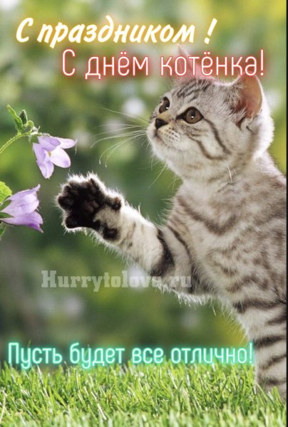 День котенка