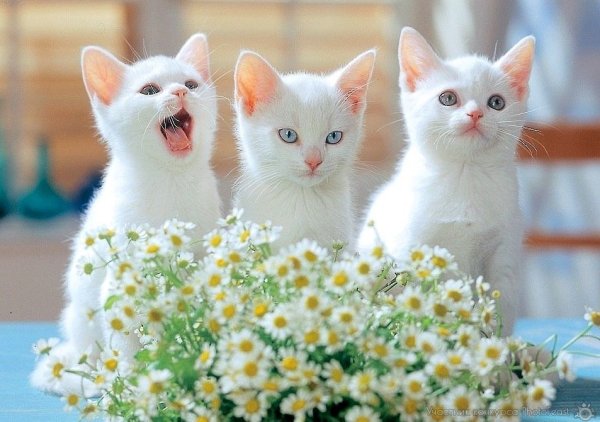 Добрый котенок