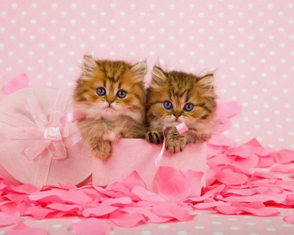 Котенок с розовым бантиком