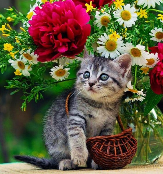 Красивые котята в цветах