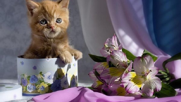 Прекрасного дня кошки