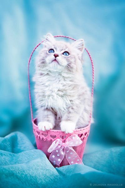 Милые котики