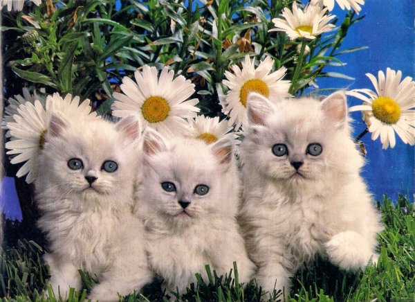 Три кошечки с цветами