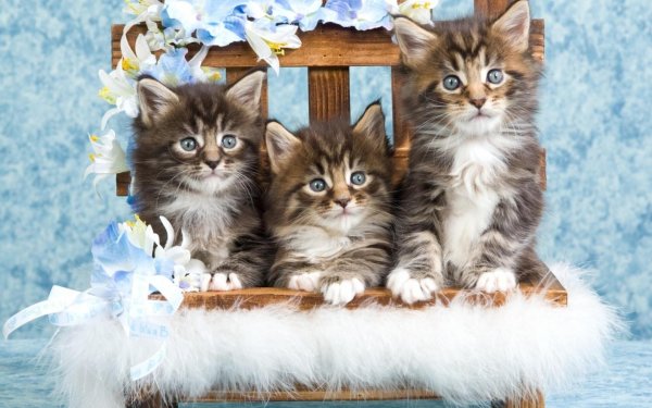 Картинки с котятами с праздником