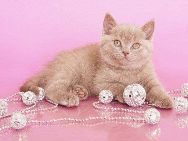 Отличного настроения котики