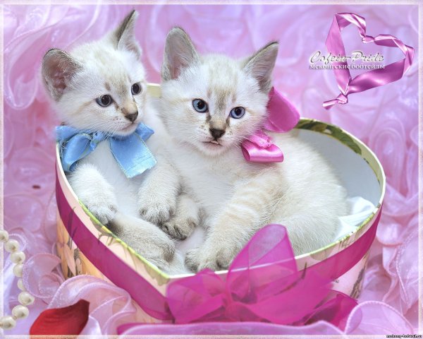 Открытки с кошечками