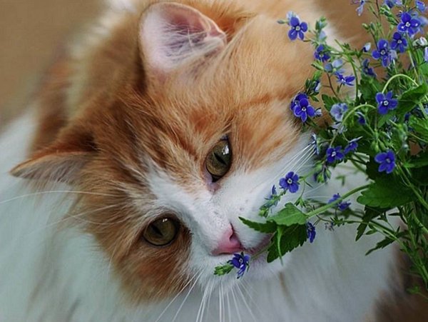 Открытки с днём кошек