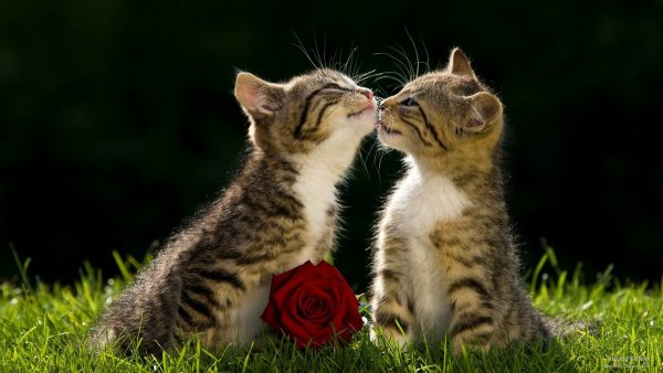 Манчкины кошки фото котята