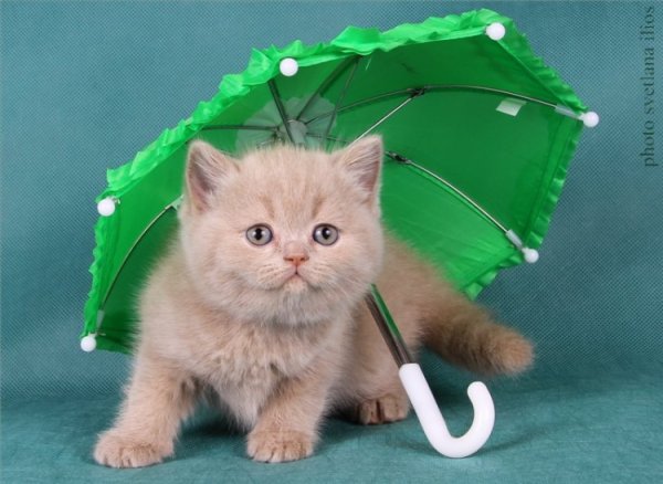 Поздравления с днём рождения с котиками