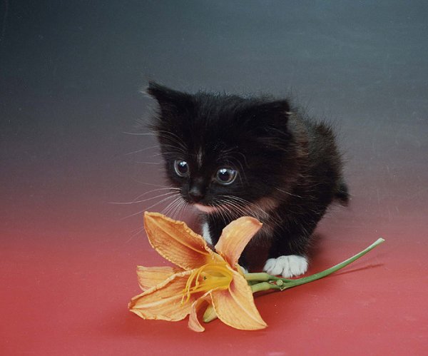 Открытки с пожеланиями