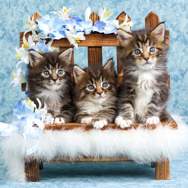 Букет котят