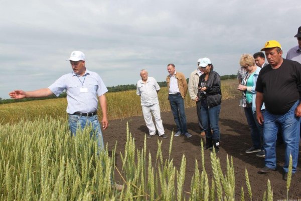 Комитет АПК Ленинградской области день поля