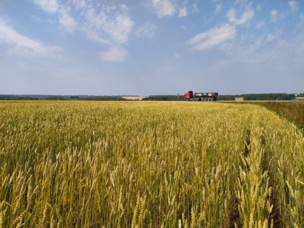 Поле пшеничное поле Кугарчинский район