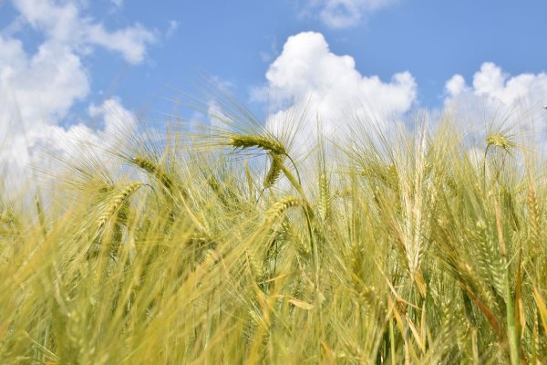 Жёлтые поля в Орловской области