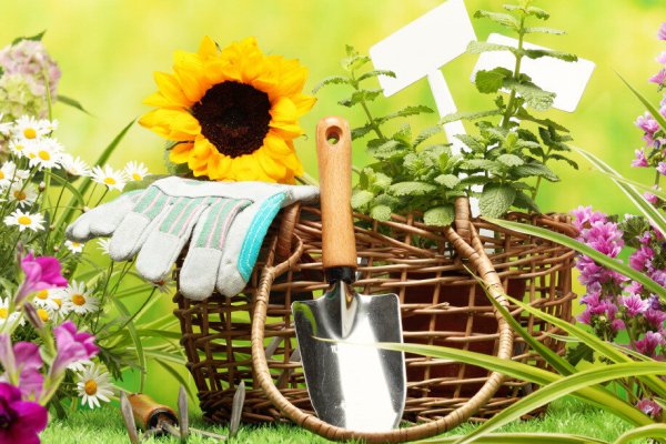 Удачного дачного сезона