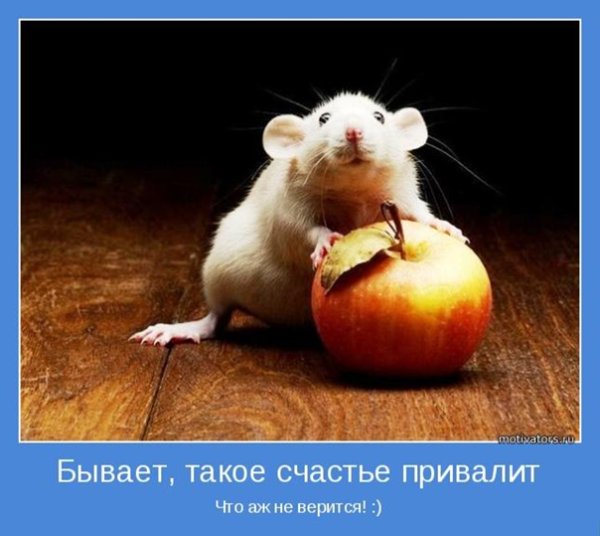 Мотиваторы позитивные смешные