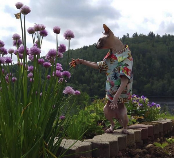 Дачный позитив