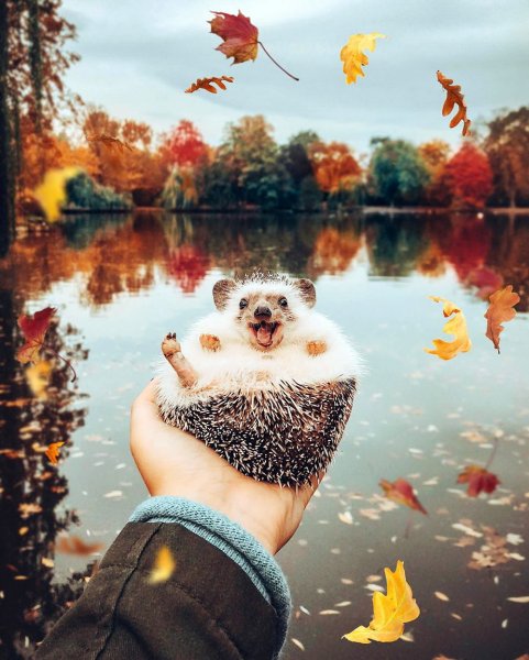 Красивые улитки