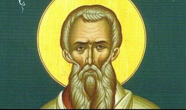 Дикая черемуха антипка