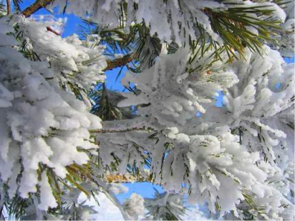 Май Цветущая черемуха