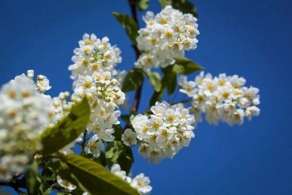 3 Декабря день Прокла народные приметы