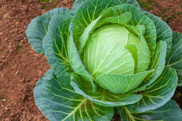 Brassica oleracea - капуста Огородная