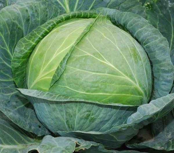 Капуста белокочанная среднеспелая графиня