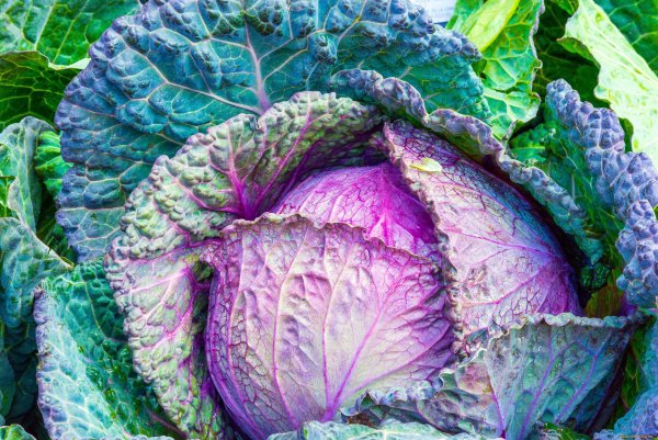 Брюссельская краснокочанная капуста