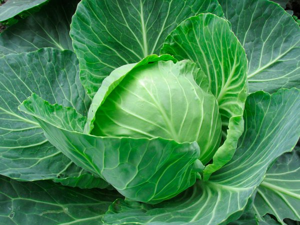 Сорт капуста малахит f1