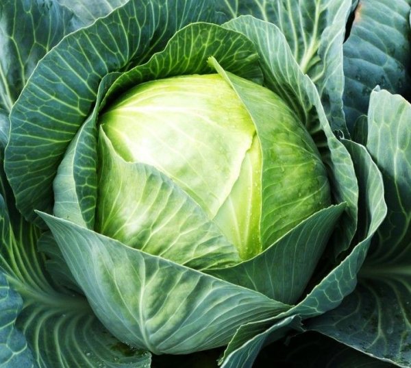 Белокочанная капуста Триумф
