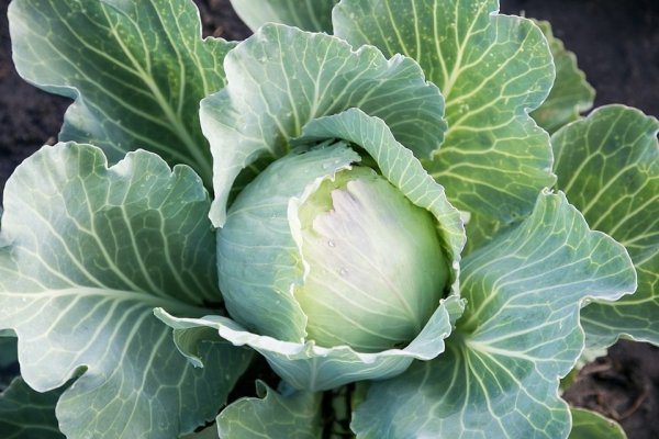 Капуста белокочанная растение
