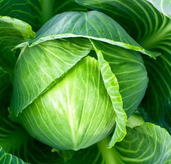 Кочан белокочанной капусты
