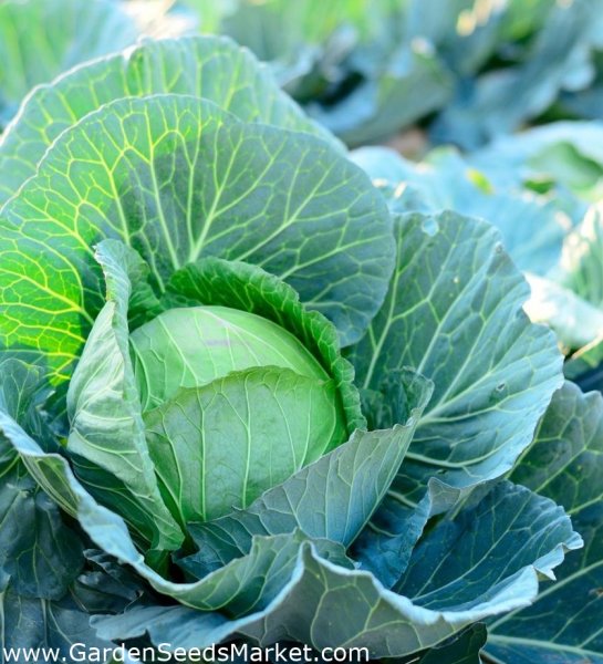 Brassica oleracea var. Costata DC. Португальская капуста