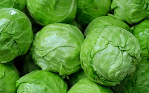 Родина капустыкачанная