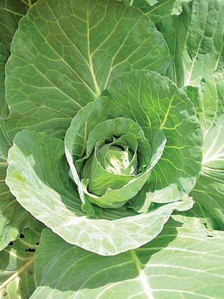 Кочан белокочанной капусты