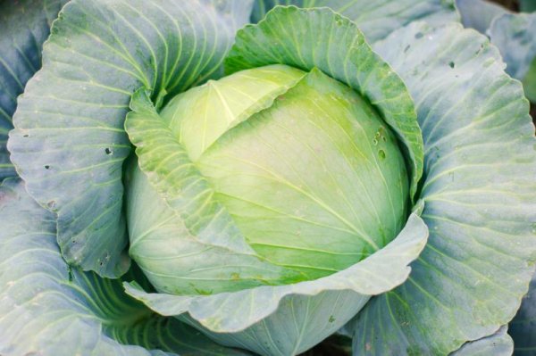Кочан белокочанной капусты