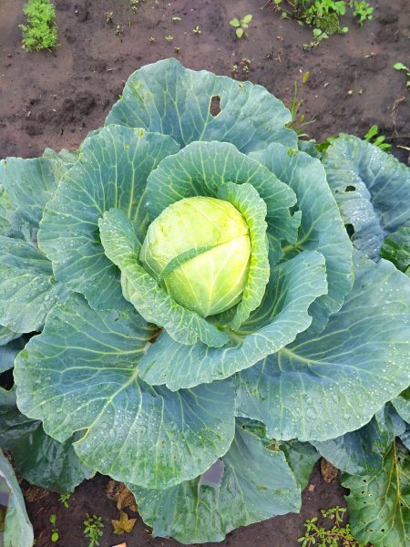 Фабиола сорт капусты