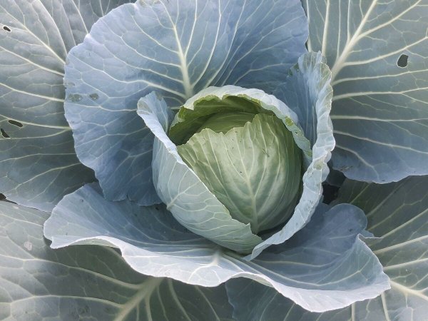 Посопская белокочанная капуста