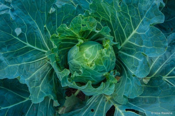 Капуста кудрявая