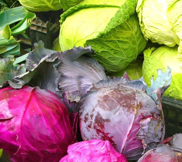 Белокочанную, краснокочанную, савойскую капусту