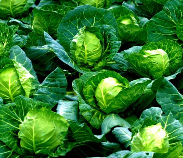 Цветная, пекинская белокочанная капуста