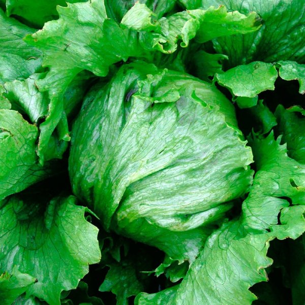 Капуста Айсберг