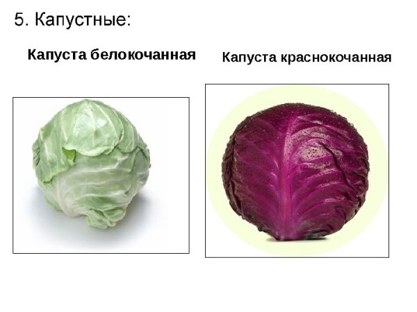 Капуств белокаченна чкраснокачанн*