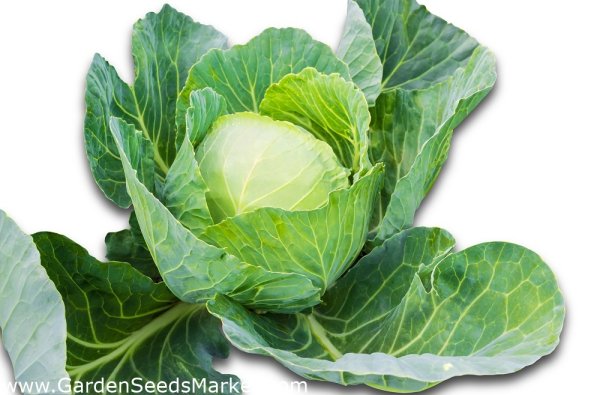 Капуста раскрытая